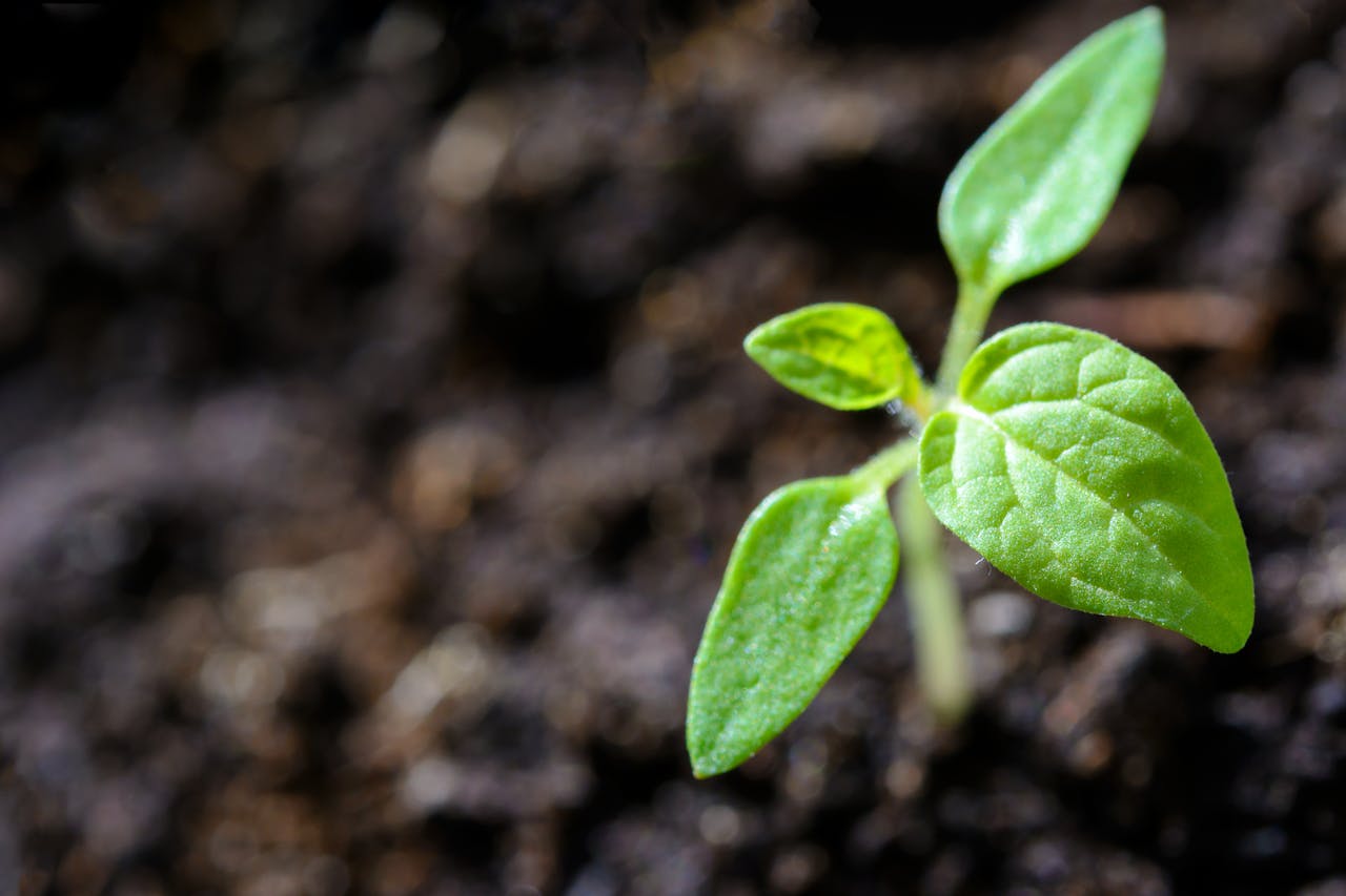 gallery-1 Vibrant close-up of a young tomato seedling sprouting in the soil.